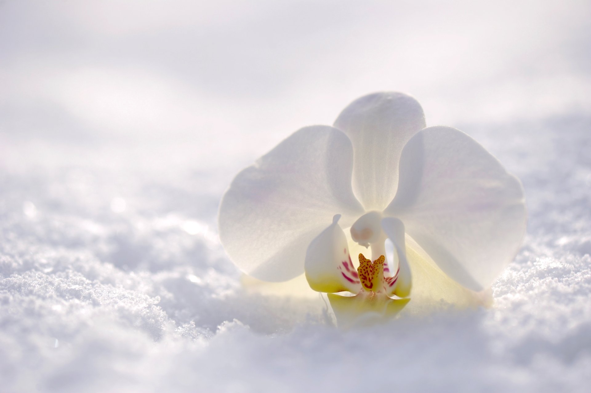 HD wallpaper of a delicate white orchid lying on a snowy surface, blending elements of nature and purity. The serene and minimalistic background enhances the flower's beauty and detail.