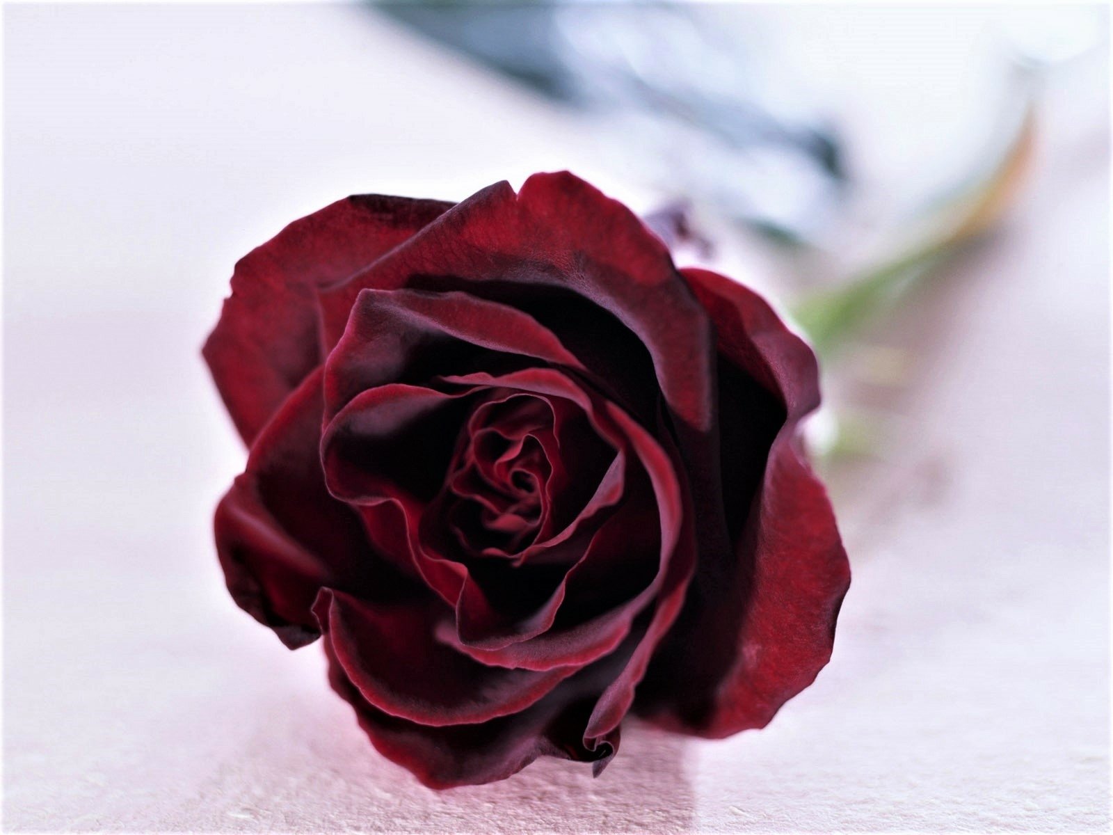 34+ Marvelous Dark Red Rose Wallpaper Hd Free To Download | EWallpaperStock