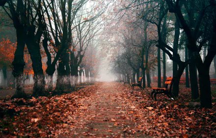 Foggy tree-lined park path in fall with scattered leaves and empty benches, captured in HD for a serene desktop wallpaper background.