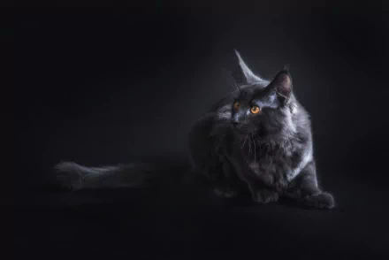 Portrait of a sleek black cat with bright orange eyes against a dark background, captured in stunning 4K Ultra HD quality for PC desktop wallpaper.