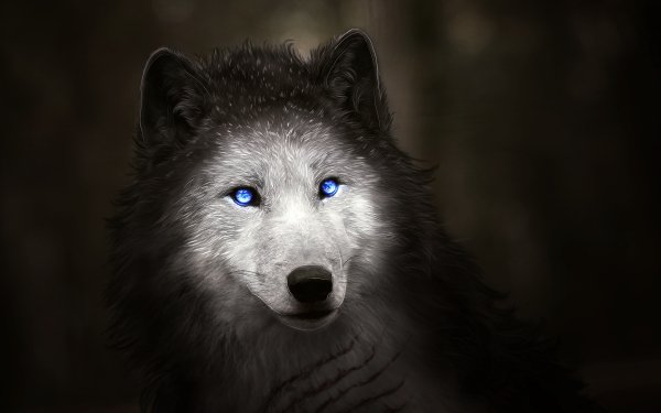 Fantasy Wolf Fantasy Animals Blue Eyes HD Wallpaper | Background Image