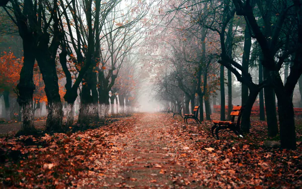 Foggy tree-lined park path in fall with scattered leaves and empty benches, captured in HD for a serene desktop wallpaper background.