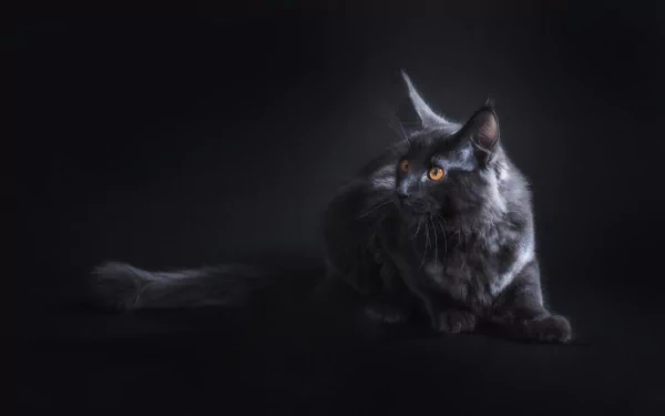 Portrait of a sleek black cat with bright orange eyes against a dark background, captured in stunning 4K Ultra HD quality for PC desktop wallpaper.