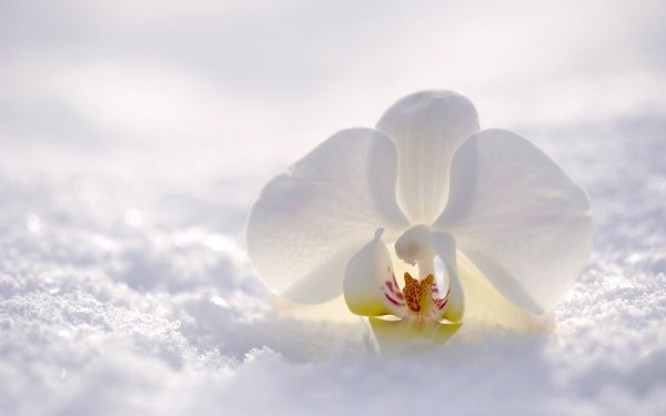 Earth Orchid Flowers Flower Snow White Flower Nature HD Wallpaper | Background Image