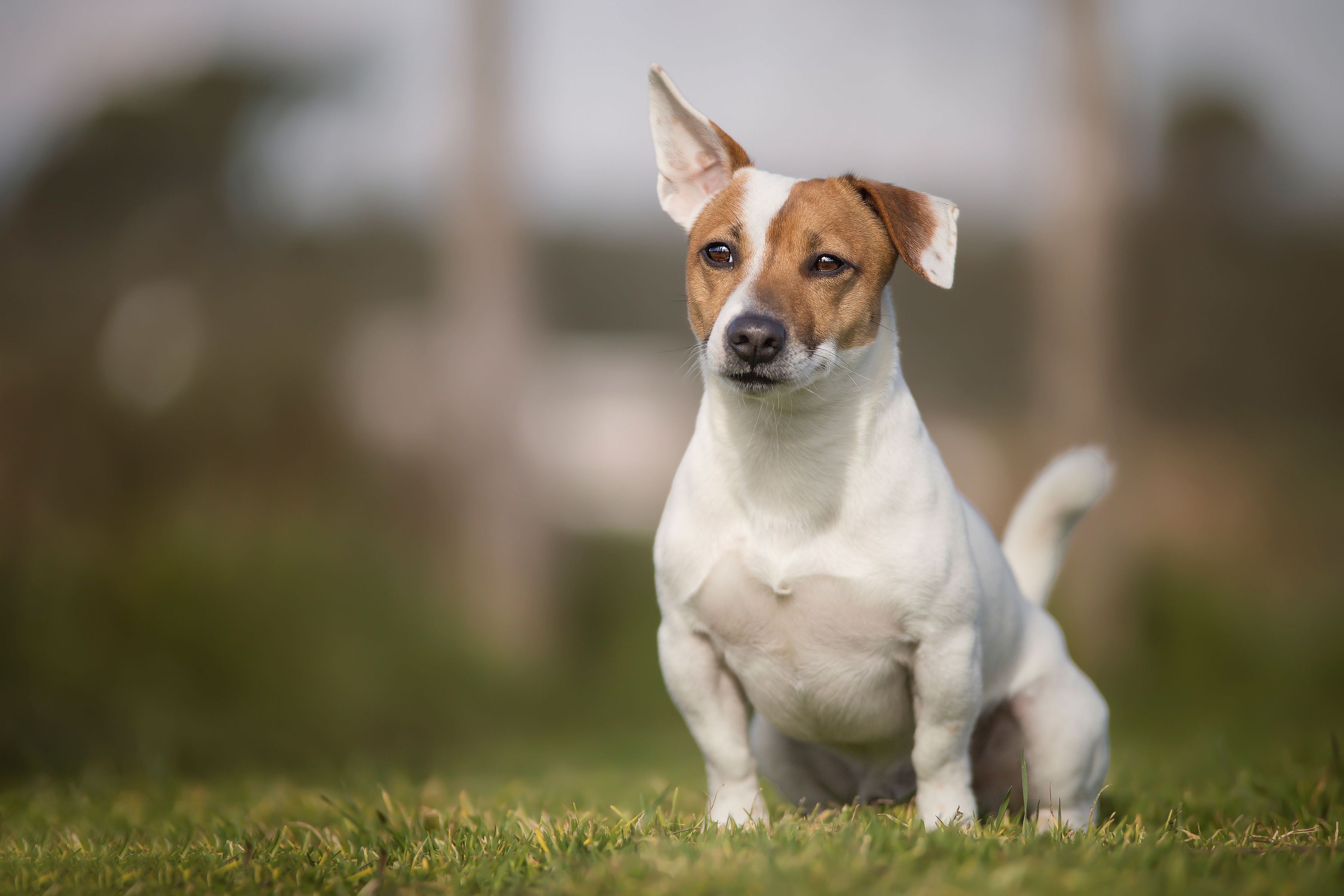 Animal Jack Russell Terrier HD Wallpaper
