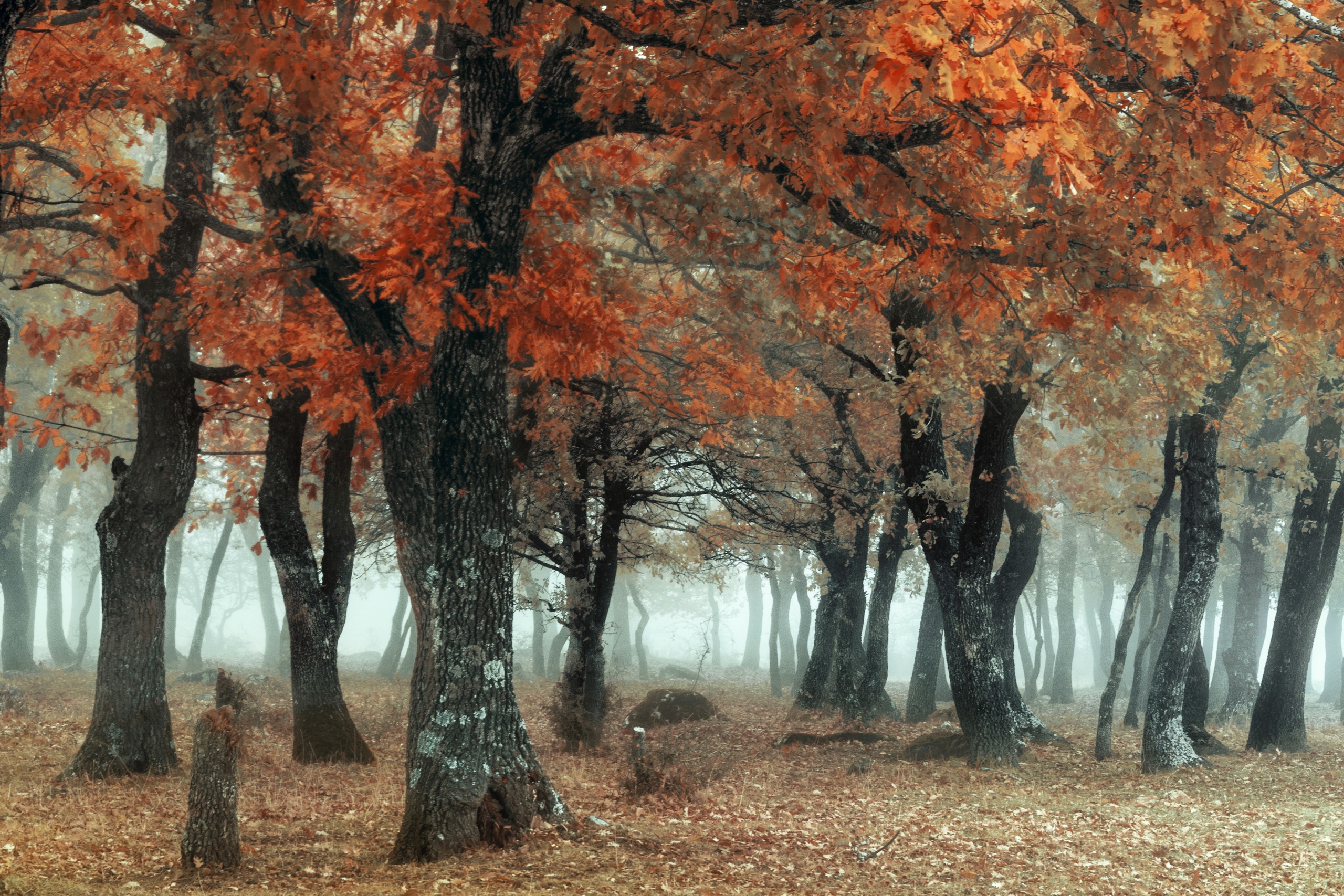 Download Fall Tree Forest Nature Fog HD Wallpaper