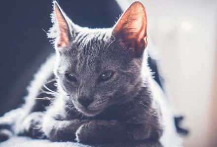 sunny Animal cat HD Desktop Wallpaper | Background Image