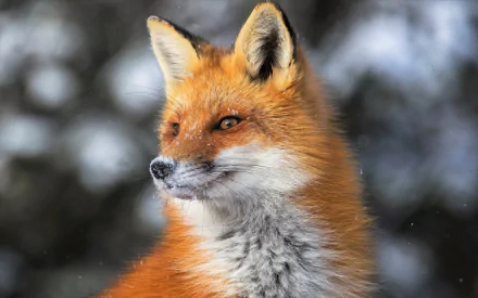 HD desktop wallpaper of a red fox in winter, showcasing its vibrant fur and alert expression against a softly blurred snowy background.