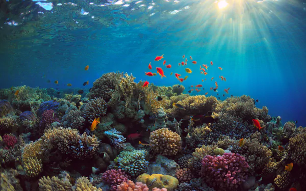 Vibrant underwater scene with colorful coral reefs and orange fish illuminated by sunbeams, captured in stunning 4K Ultra HD for a PC desktop wallpaper.