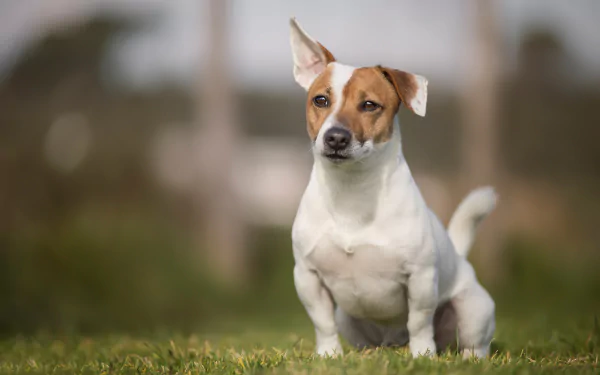 A Jack Russell Terrier sits alert on grass with a blurred background, captured with depth of field in this HD desktop wallpaper featuring a dog in natural surroundings.