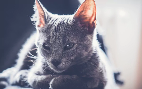 sunny Animal cat HD Desktop Wallpaper | Background Image