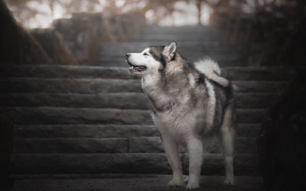 An Alaskan Malamute stands on stone stairs, captured with a shallow depth of field in a 4K Ultra HD desktop wallpaper.