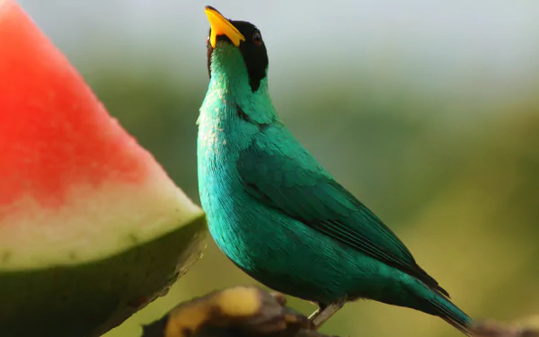 green honeycreeper bird Animal Honeycreeper HD Desktop Wallpaper | Background Image