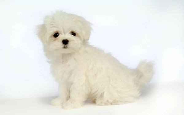  Cute Maltese