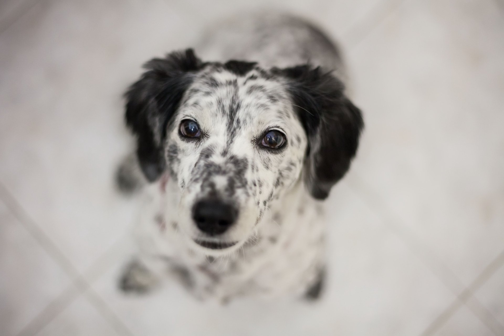 HD PC desktop wallpaper showing an English Setter dog: close-up of its speckled muzzle and steady stare against a soft, blurred background.