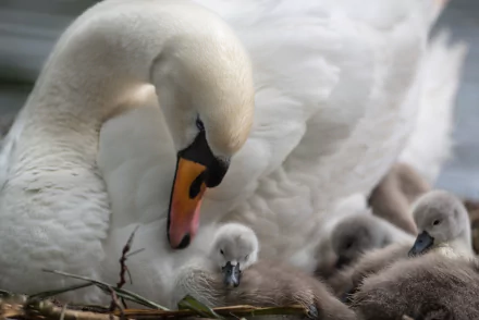 cygnet baby animal bird swan Animal mute swan HD Desktop Wallpaper | Background Image