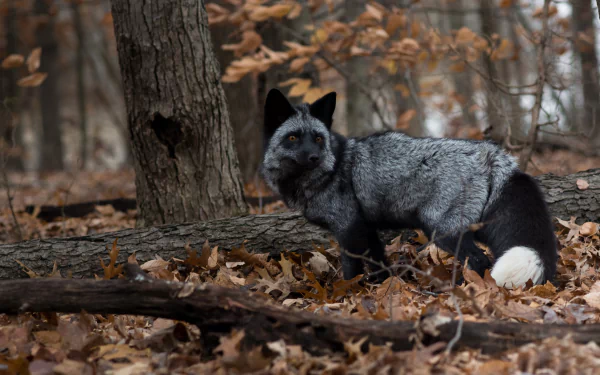 HD desktop wallpaper of a Silver Fox in a fall forest, blending with the autumn foliage.