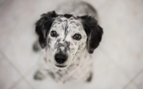 HD PC desktop wallpaper showing an English Setter dog: close-up of its speckled muzzle and steady stare against a soft, blurred background.