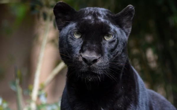 HD wallpaper of a black panther staring intently, with a natural background.