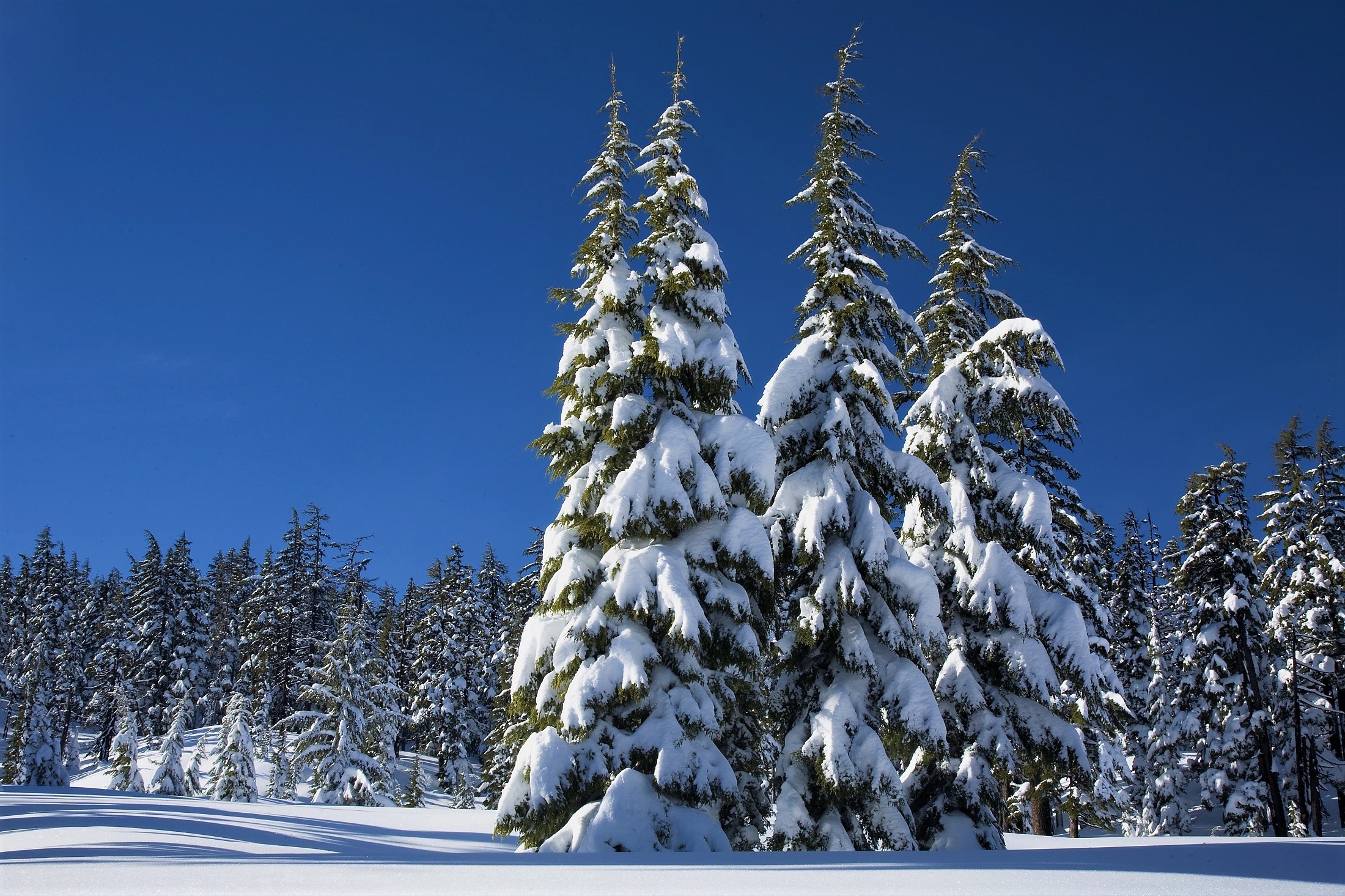 Download Snow Tree Forest Nature Winter HD Wallpaper