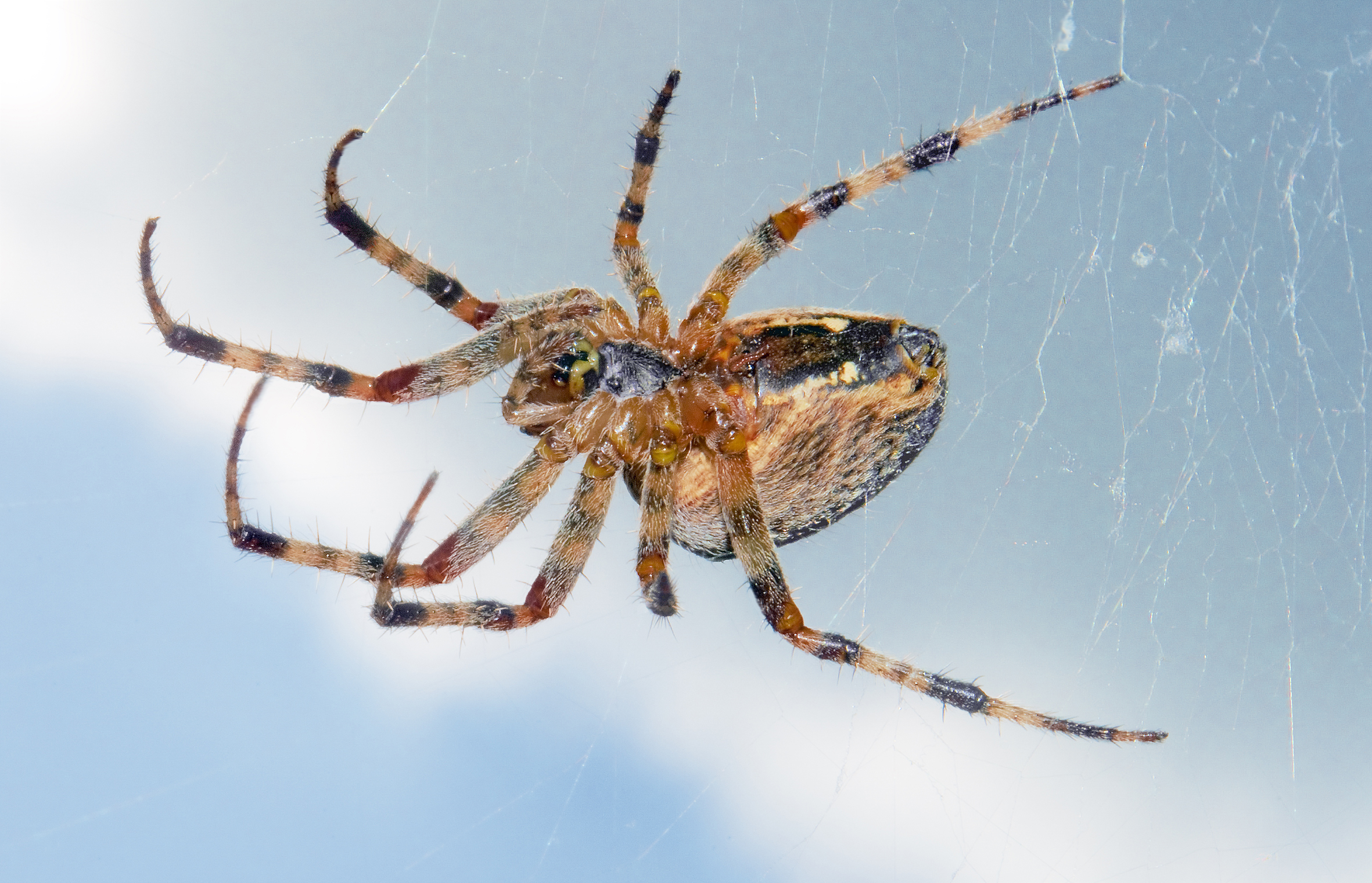 European Garden Spider  (Araneus diadematus) by Michael Gäbler