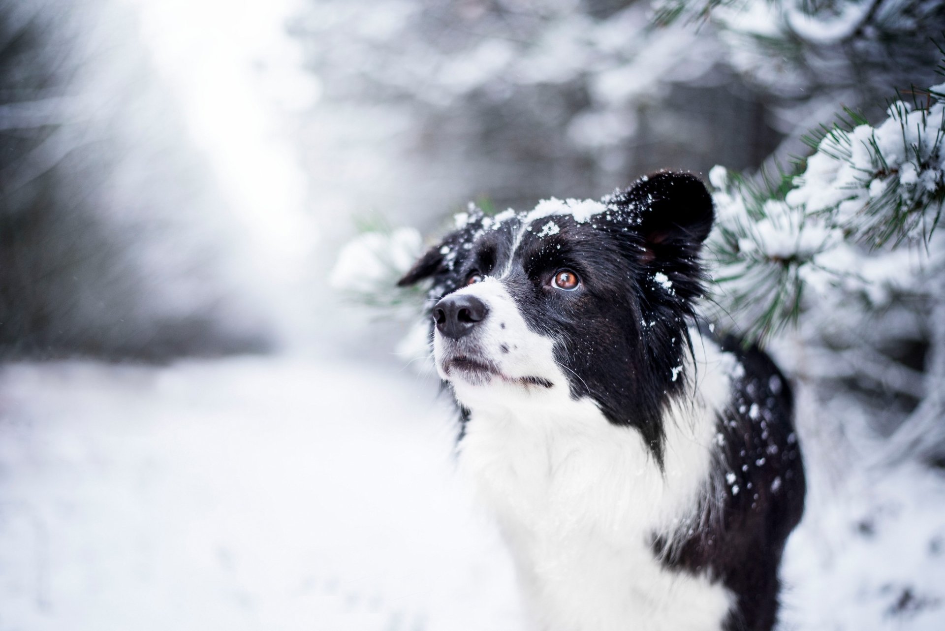 Download Winter Depth Of Field Snow Dog Animal Border Collie HD Wallpaper