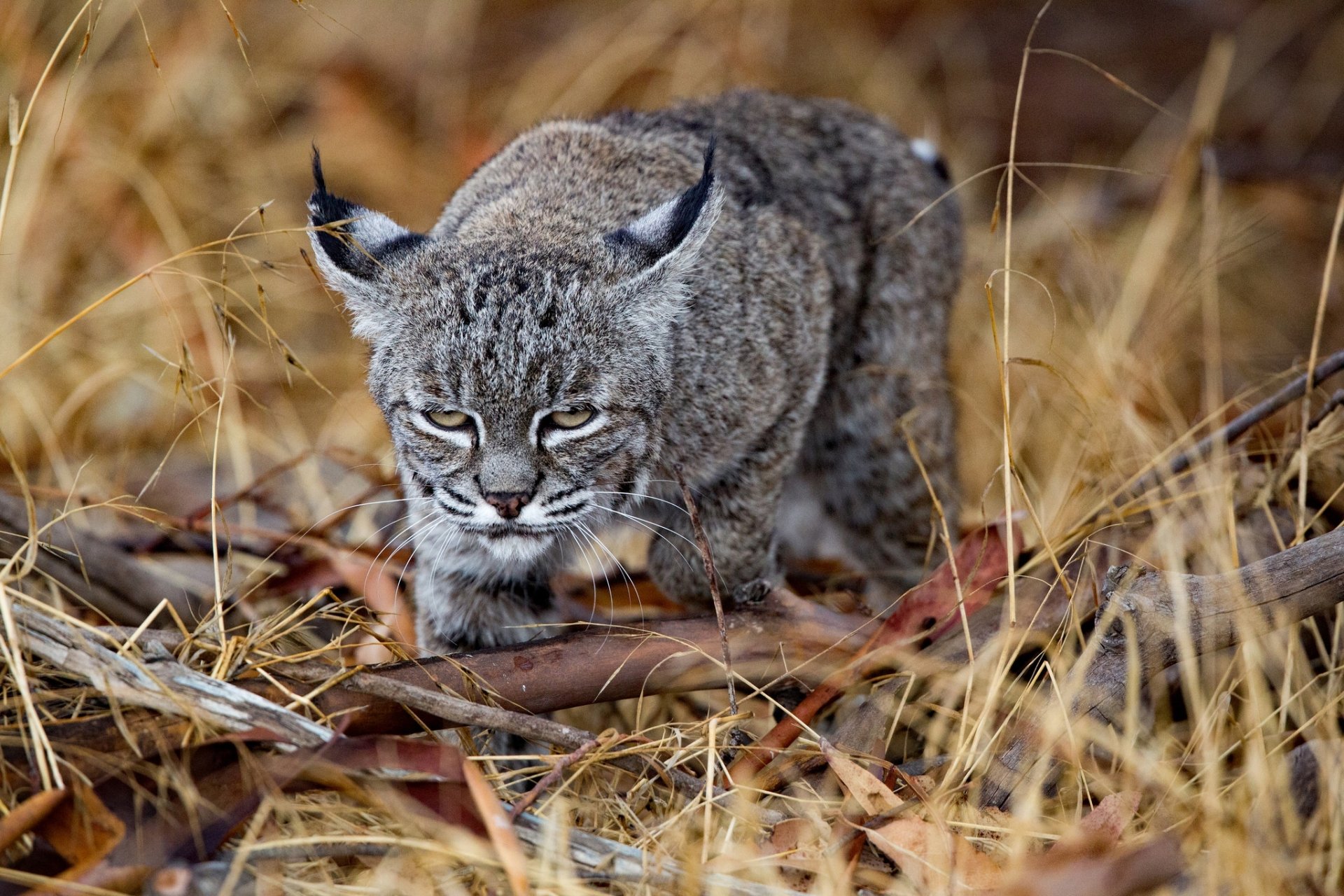 HD PC desktop wallpaper featuring a close-up of a lynx walking through dry grass, showcasing its distinctive tufted ears and intense gaze in a natural setting.