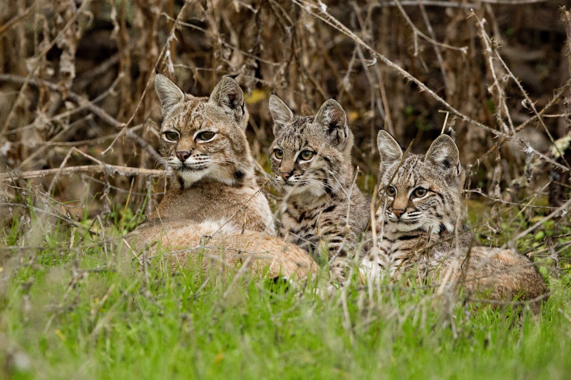 HD desktop wallpaper featuring a lynx family resting in a grassy field, with a lynx cub and adult in focus. A peaceful nature scene.