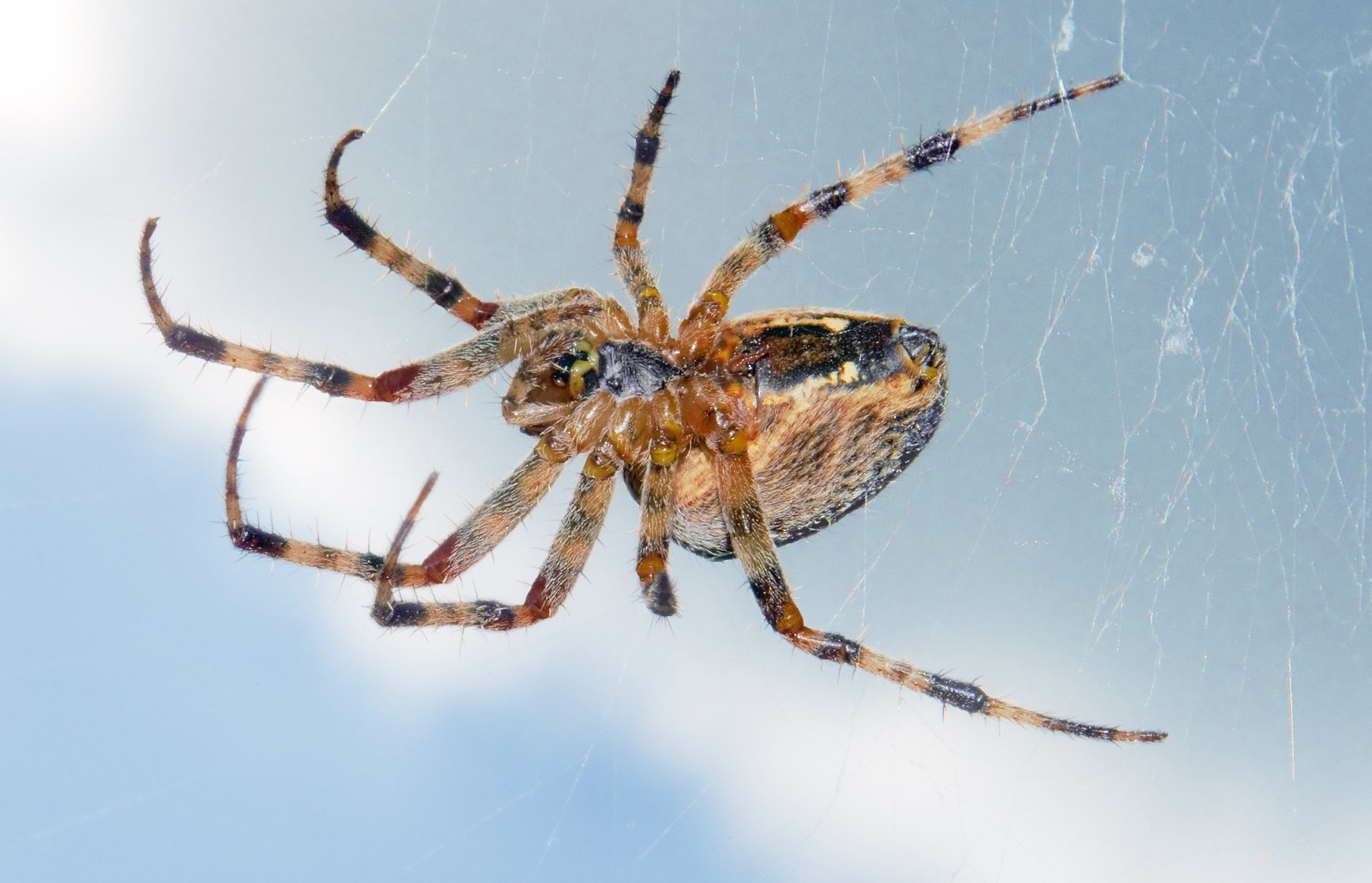 Download Arachnid Animal Spider Hd Wallpaper By Michael Gäbler