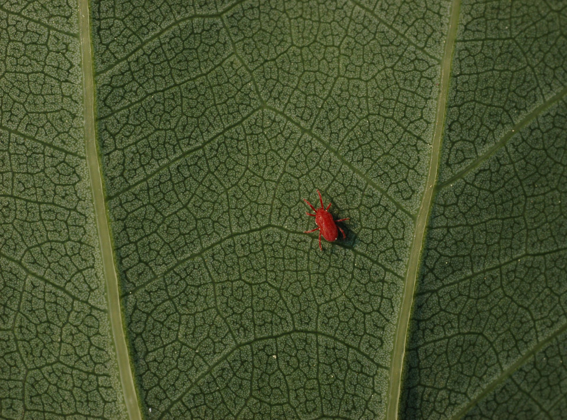 Download Mite Nature Leaf HD Wallpaper by Derek Ramsey