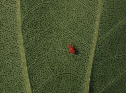 mite nature leaf HD Desktop Wallpaper | Background Image