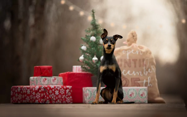 A HD wallpaper featuring a Doberman Pinscher puppy sitting among holiday gifts and a decorated Christmas tree, with a soft depth of field background creating a festive atmosphere.