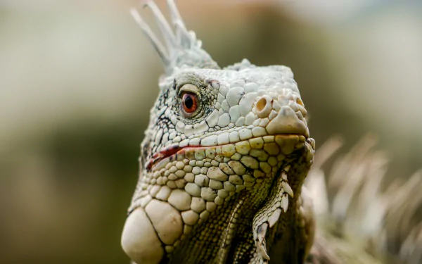 Close-up HD desktop wallpaper of a detailed iguana lizard showcasing textured scales and vibrant eye colors.
