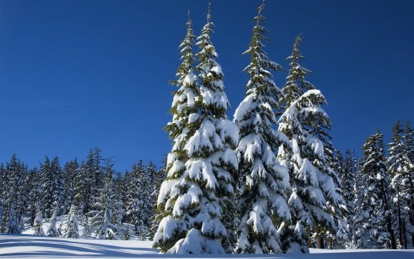 Earth Winter Forest Tree Snow HD Wallpaper | Background Image