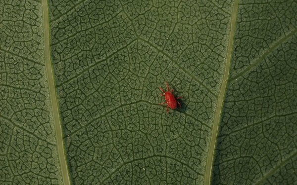 Earth Leaf Mite HD Wallpaper | Background Image
