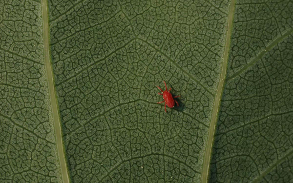 mite nature leaf HD Desktop Wallpaper | Background Image