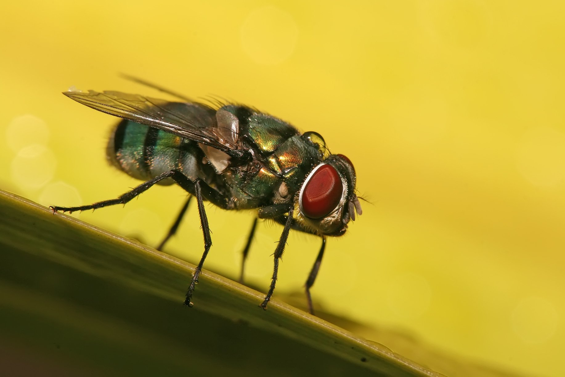 blow-fly-chrysomya-albiceps-species-by-muhammad-mahdi-karim