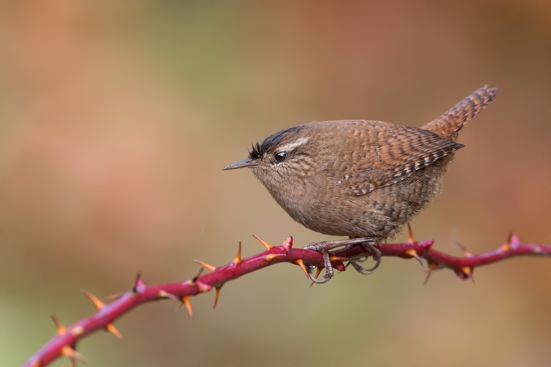 Download Bird Animal Wren HD Wallpaper