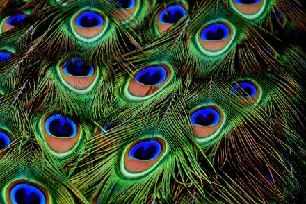  Peacock Feathers by Alexas_Fotos