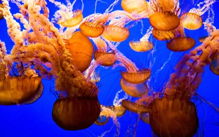A vibrant HD desktop wallpaper featuring a mesmerizing scene of orange jellyfish gracefully floating against a deep blue background, showcasing the beauty of marine life.