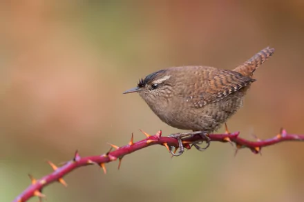 Close-up HD desktop wallpaper of a small wren perched on a thorny branch, showcasing detailed feathers and a soft blurred background.