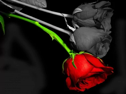 HD desktop wallpaper featuring two roses; one in striking red against a black-and-white background, with the green stem adding a pop of color, capturing the natural beauty of the flowers.