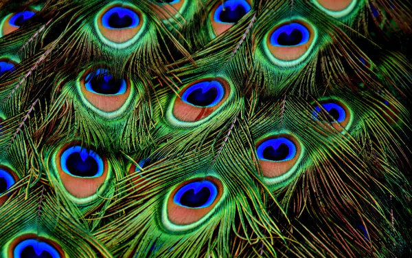  Peacock Feathers by Alexas_Fotos