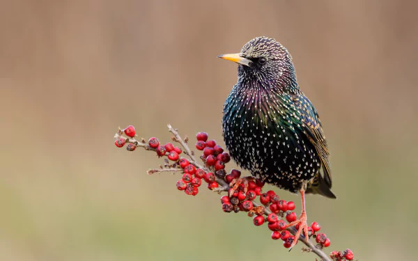 HD desktop wallpaper featuring a vibrant starling perched on a branch with red berries against a soft, blurred natural background.