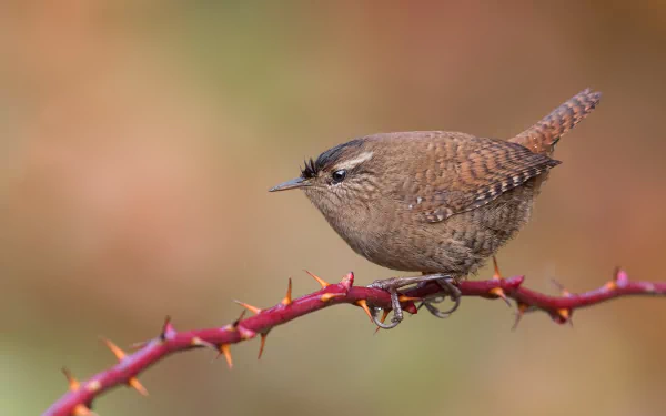 bird Animal wren HD Desktop Wallpaper | Background Image