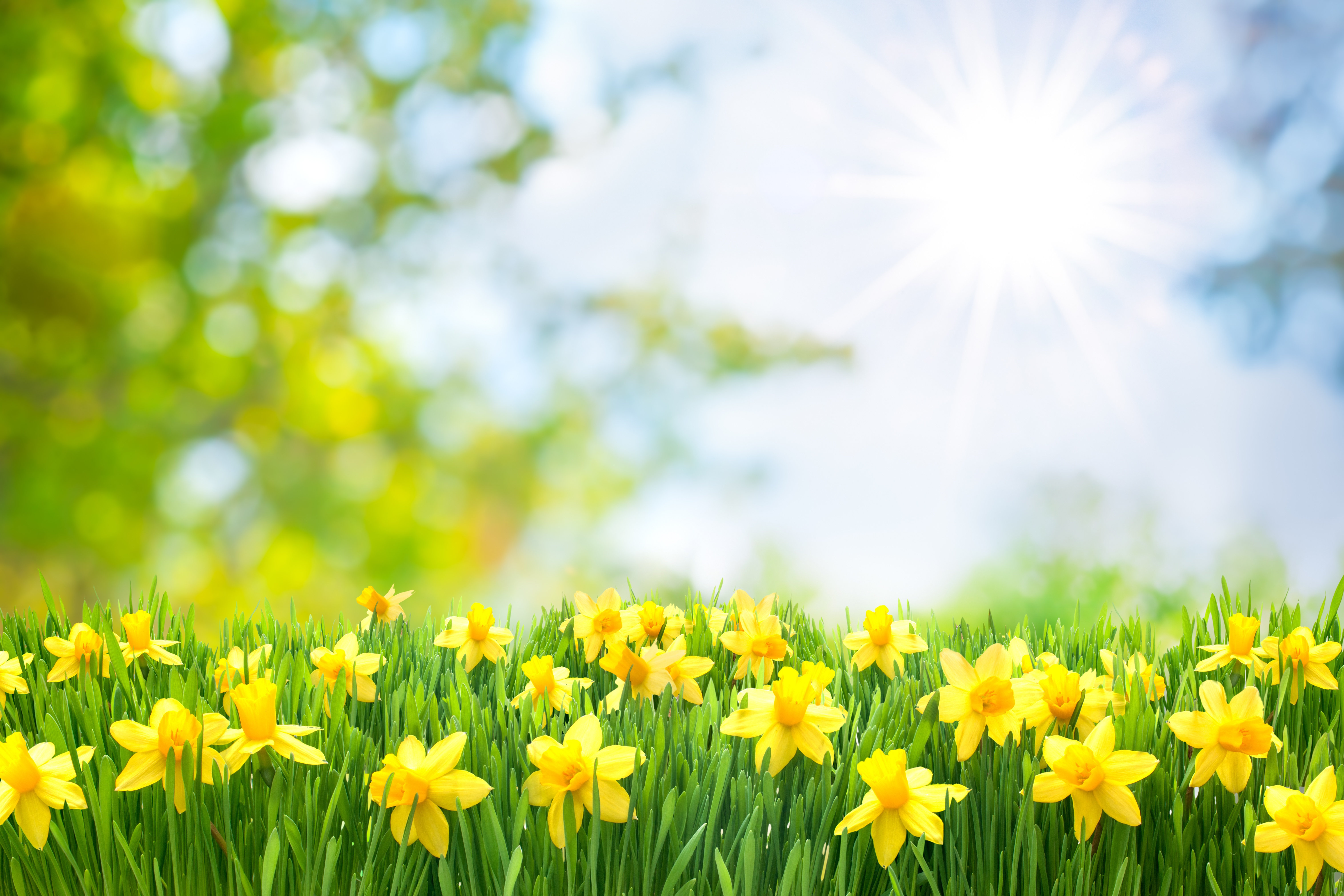 Nature Daffodil HD Wallpaper | Background Image