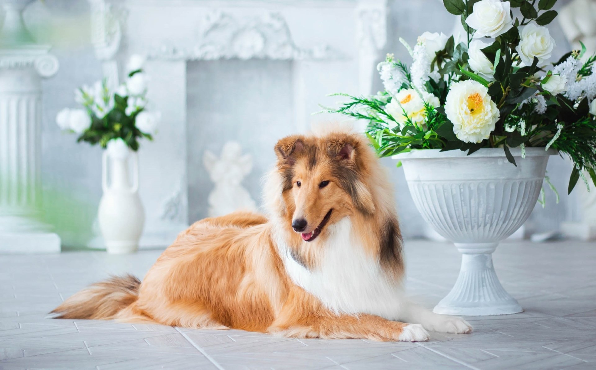 Shetland Sheepdog reclining amid white flowers with pronounced depth of field — an HD PC desktop wallpaper/background showcasing an animal dog portrait.