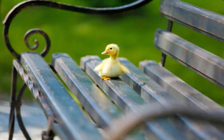 A baby duckling sits on a metal park bench with a blurred green background, captured in an HD desktop wallpaper image.