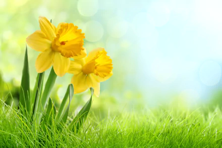 A HD desktop wallpaper featuring vibrant yellow daffodils amid lush green grass, capturing the essence of nature with a soft, bright background.