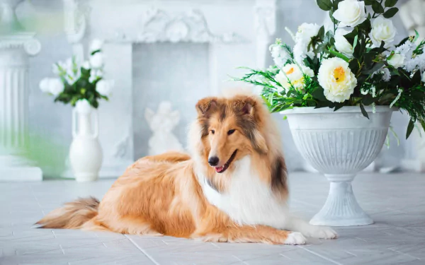 Shetland Sheepdog reclining amid white flowers with pronounced depth of field — an HD PC desktop wallpaper/background showcasing an animal dog portrait.